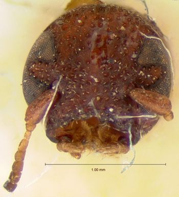 Media type: image; Entomology 9363   Aspect: head frontal view